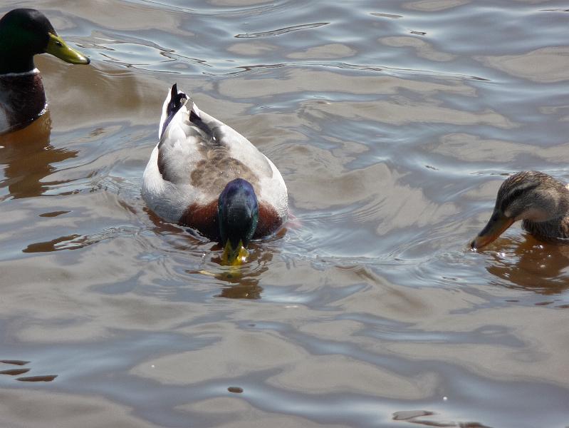 Ducks eating (3).JPG